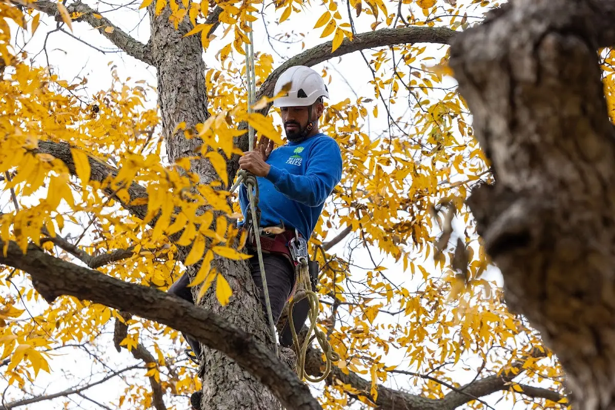 Skilled Tree Planing crew working in Bristol